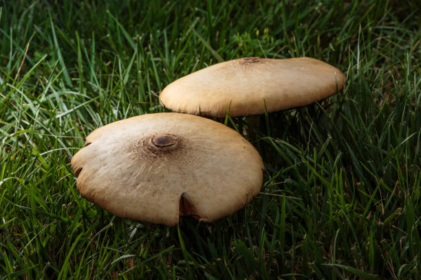 Wild Mushrooms stock photo
