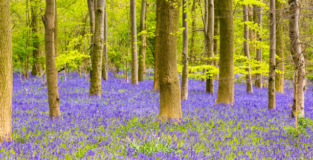 istock Bluebell Woods : Trees and a carpet of Bluebells (Hyacinthoides non-scripta) 832587954