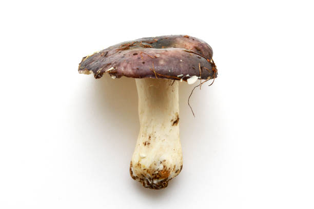 istock Fresh forest mushrooms on a white background 832597402