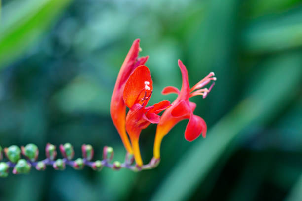 istock pink and orange flower with long stamens 832602306