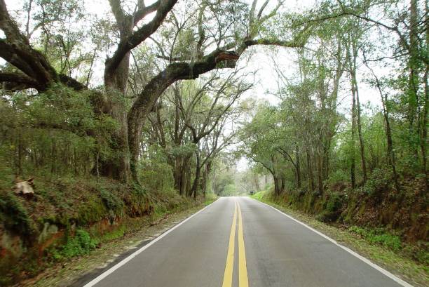 istock Canopy road, Old Micoosukee Road, Tallahassee Florida 832604948