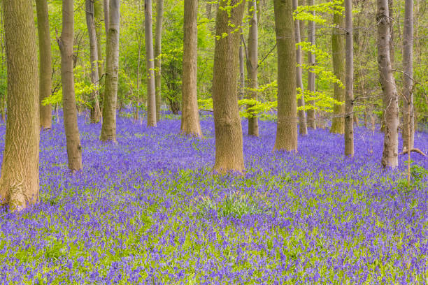 istock Bluebell Woods : Trees and a carpet of Bluebells (Hyacinthoides non-scripta) 832606122
