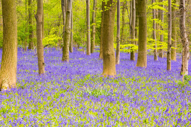 istock Bluebell Woods : Trees and a carpet of Bluebells (Hyacinthoides non-scripta) 832624968