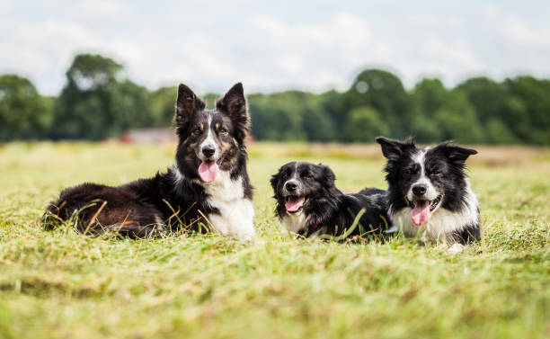 istock Border Collie family lies on grass 832626418