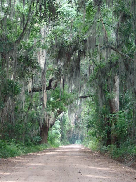 istock Canopy road, Captain Brown Road, Madison County Florida 832627068