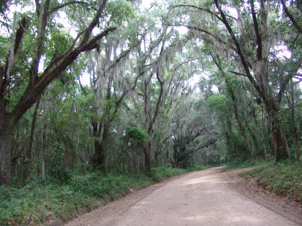 istock Canopy road, Captain Brown Road, Madison County Florida 832632920