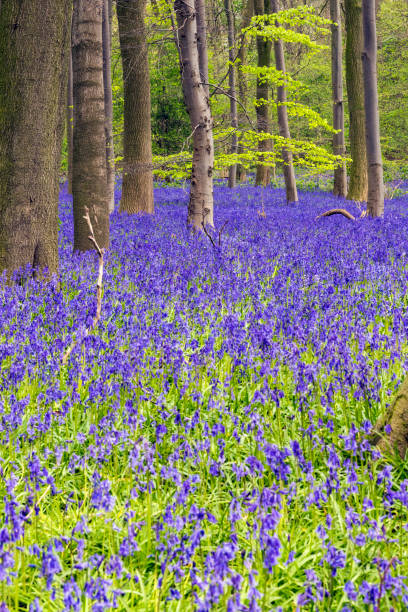 istock Bluebell Woods : Trees and a carpet of Bluebells (Hyacinthoides non-scripta) 832634362