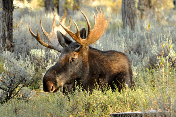 Bull Moose with large rack, lying in sagebrush.
