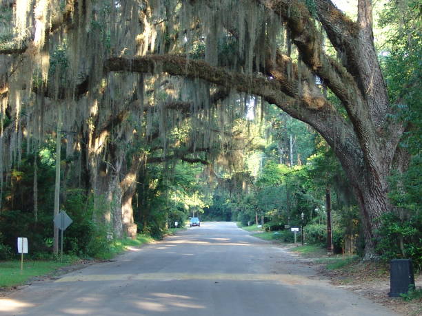 istock Canopy road, Madison Street, Jefferson County Florida 832640022