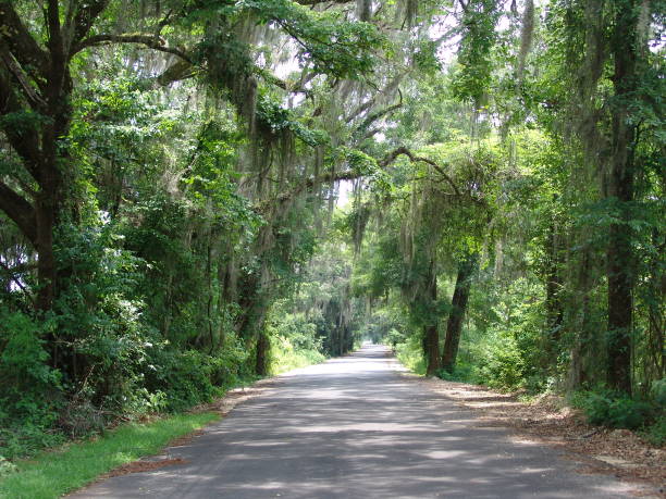 istock Canopy road, West Lake Road, Jefferson County Florida 832640528