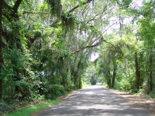 istock Canopy road, West Lake Road, Jefferson County Florida 832640712