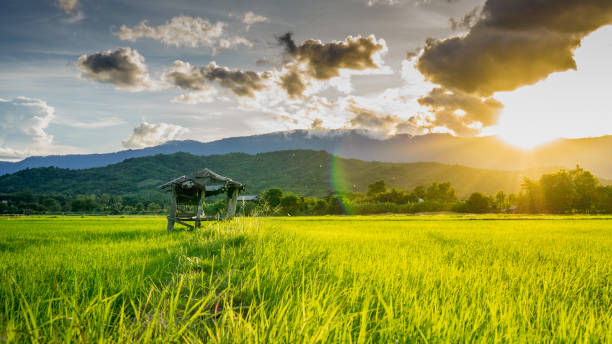 istock hut on agricultural fields in rural Thailand 832657094