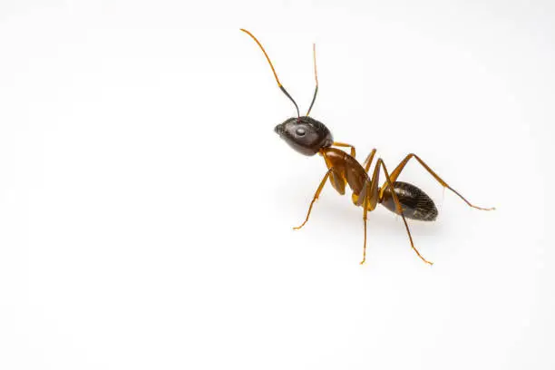 Photo of ant isolated on white background
