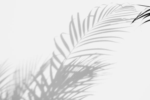 istock shadows palm leaves on a white wall 832659650