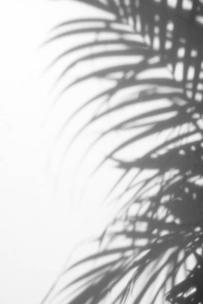 istock shadows palm leaves on a white wall 832659674