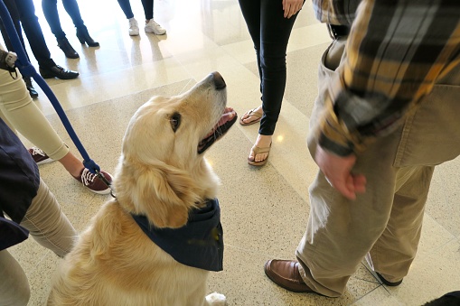 Therapy Dog bringing comfort to people, Golden Retriever