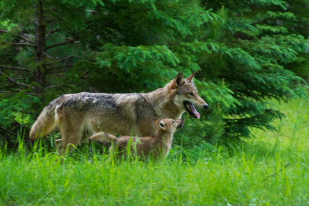 istock Adult Gray Wolf in green grass with pup. 832663404