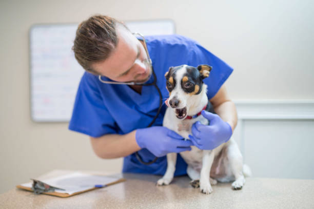 istock Doggy hospital 832665596
