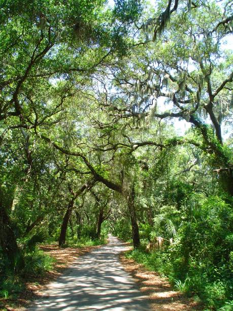 istock Canopy road, Fort George Island Florida 832666118