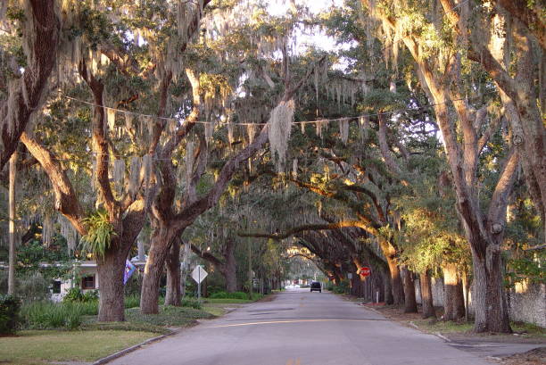 istock Canopy road, Magnolia Ave, St Augustine Florida 832666692