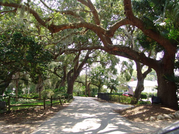 Canopy road, Riverside Drive, Ormond Beach Florida