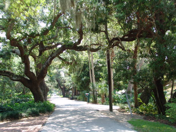 istock Canopy road, Riverside Drive, Ormond Beach Florida 832667070