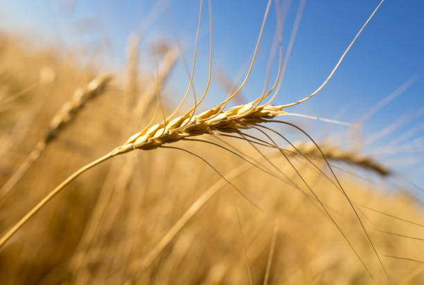 istock Yellow ears of wheat against the blue sky 832670088