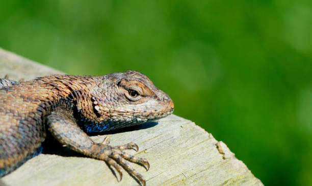 istock Close up Lizard waiting from prey to come by. 832670594