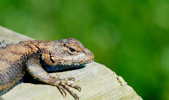 lizard, close up