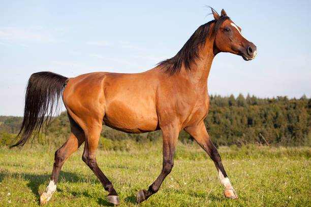 istock arab horse running free in meadow 832675908