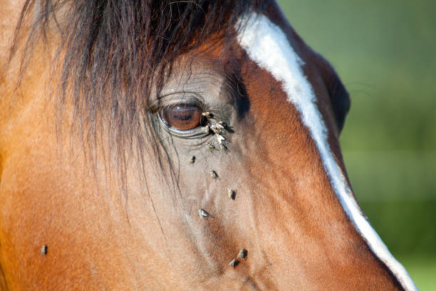Horse with many flies on the eye stock photo