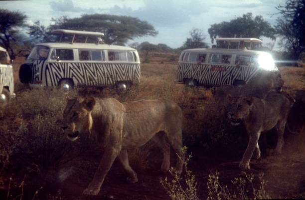 Kenya, Africa, 1970. Photo safari with lions in the Tsavo East National Park.