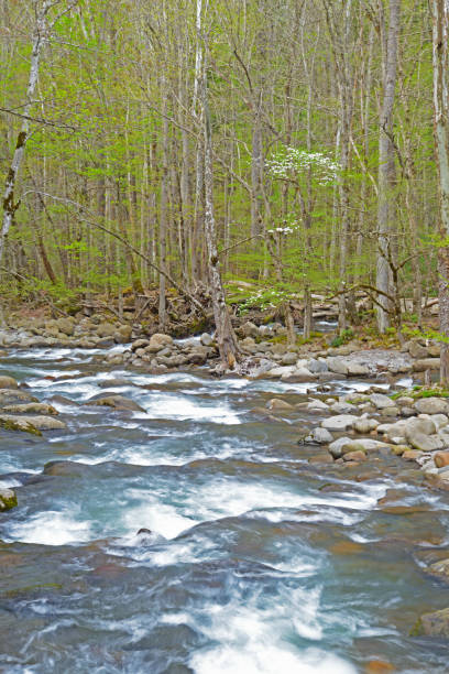 fluxo de água branca na temporada de primavera. - blue ridge mountains stream forest waterfall - fotografias e filmes do acervo