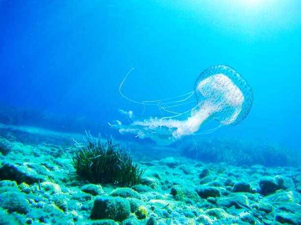 blue tropischen penicillatus - jellyfish translucent sea glowing stock-fotos und bilder