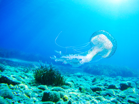 Blue Tropical Jellyfish underwater