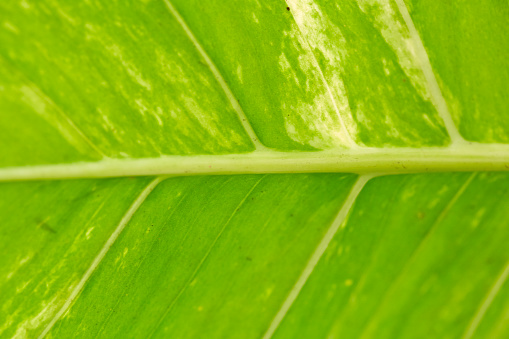 imagen abstracta de Palma verde fresco hojas photo