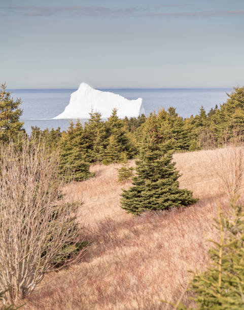 istock Iceberg and Coniferous Trees Portrait 832735338