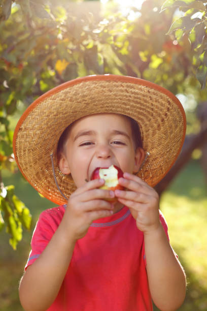Boy eating apple in orchard stock photo