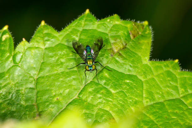 istock Closeup of a long legged fly standing on a leaf. 832742192