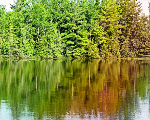 istock Tall Evergreen trees reflecting on beautiful calm lake waters 832770162