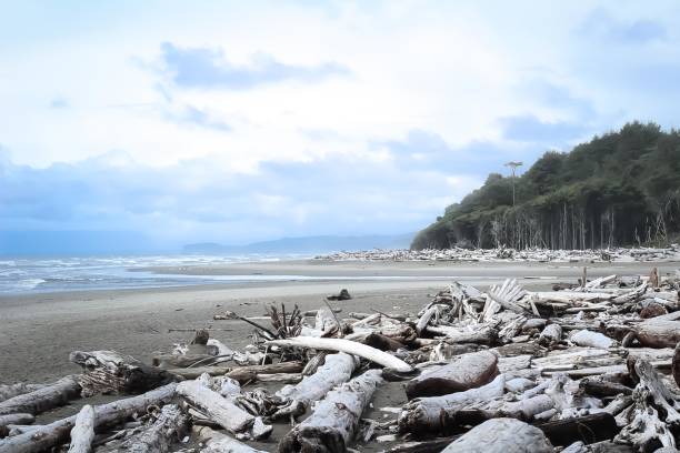 istock A day on the beach in Forks, Washington 832775842