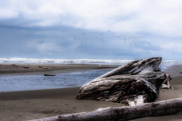 istock A day on the beach in Forks, Washington 832778264