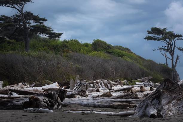 istock A day on the beach in Forks, Washington 832784926