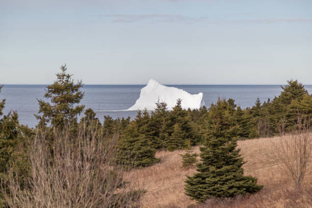 istock Iceberg and Coniferous Trees Landscape 832784966