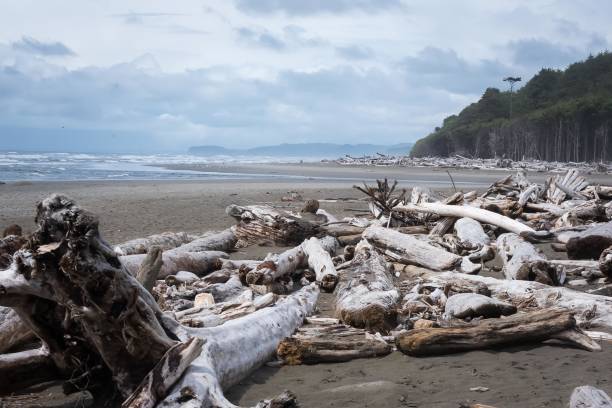 istock A day on the beach in Forks, Washington 832787098