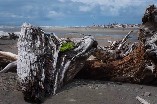 istock A day on the beach in Forks, Washington 832788124