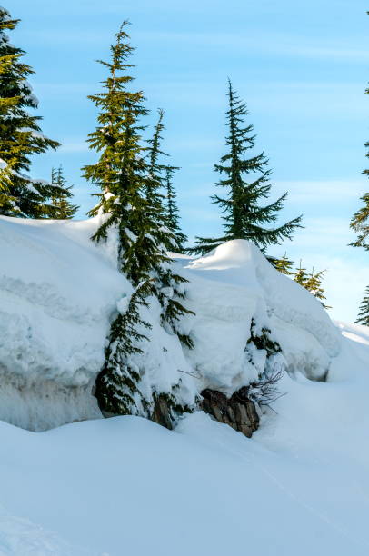 Winter tree Winter tree cascade range north cascades national park mt baker mt shuksan stock pictures, royalty-free photos & images