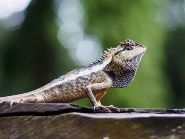 Photo of close up lizard