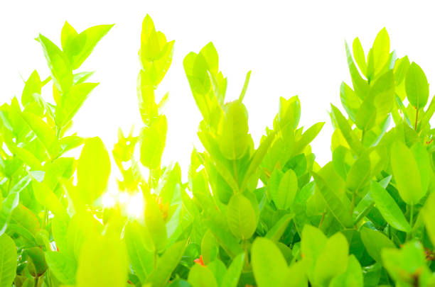 field of green leaf and sun in evening