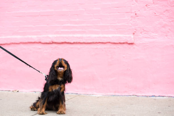 cavalier king charles spaniel sur une session de formation - dog rose photos et images de collection